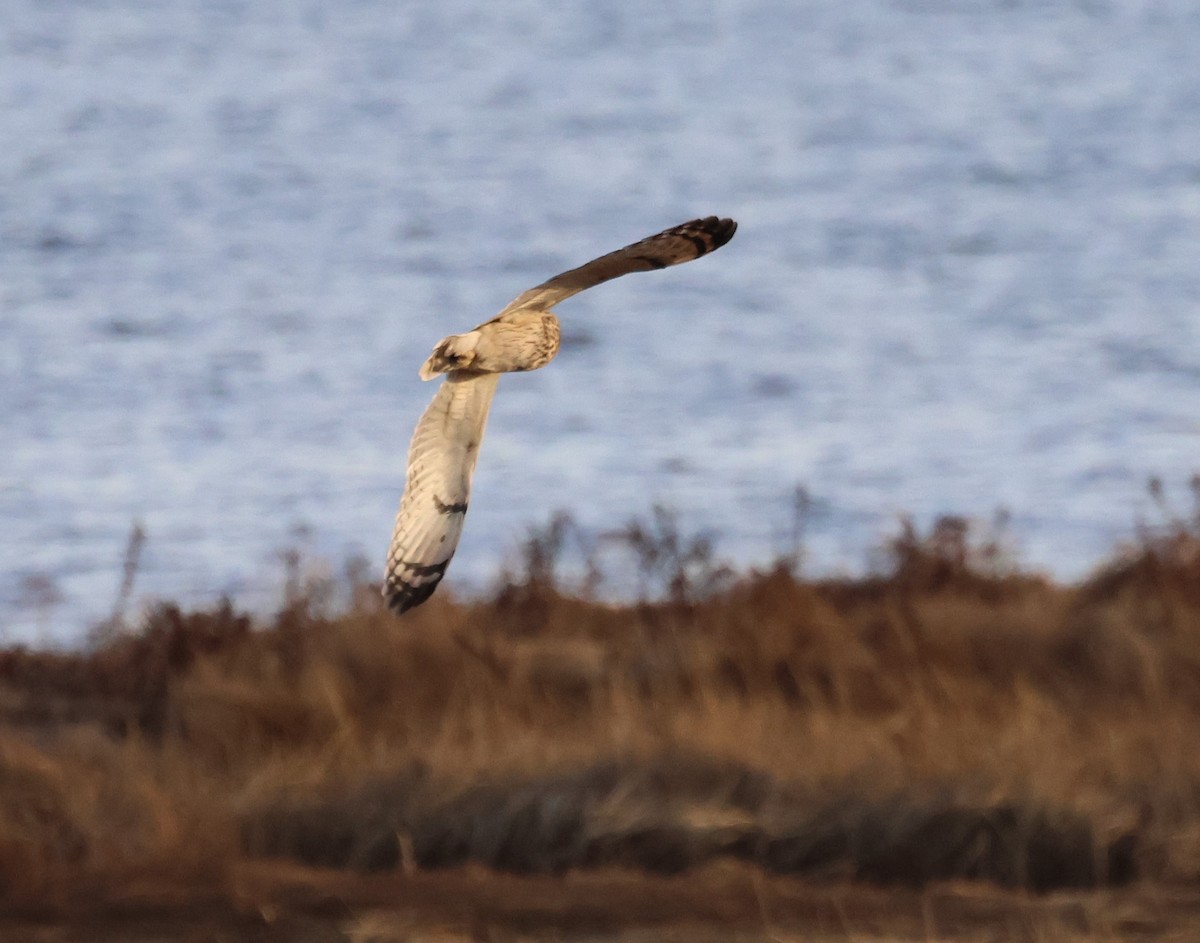 Short-eared Owl - ML613342203