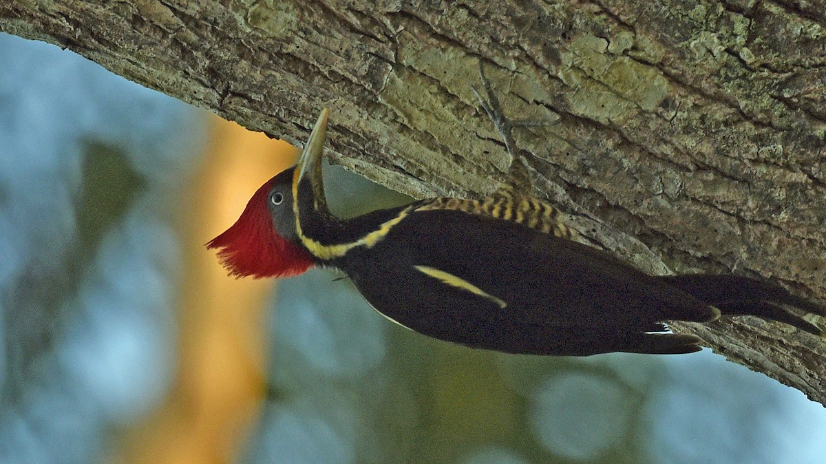 Lineated Woodpecker - ML613342221