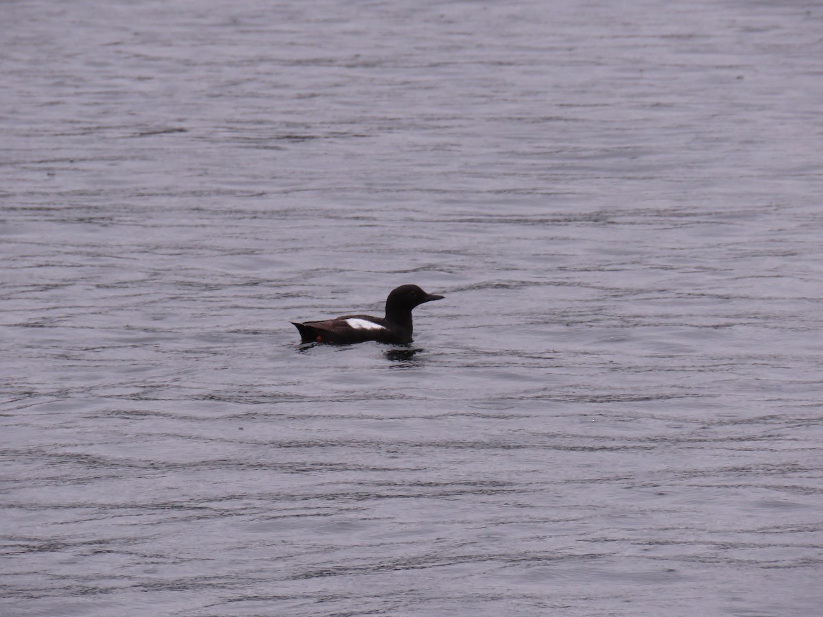 Pigeon Guillemot - ML613342241