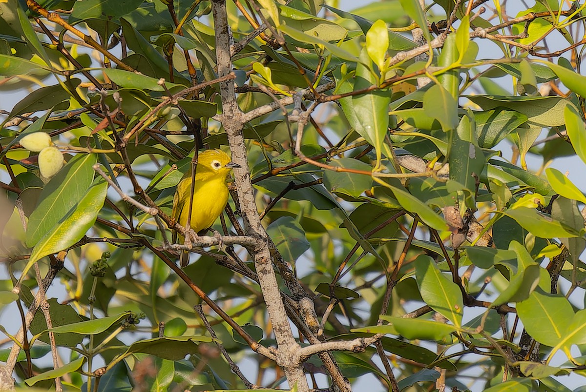 Javan White-eye - Jakapat Vanichanan