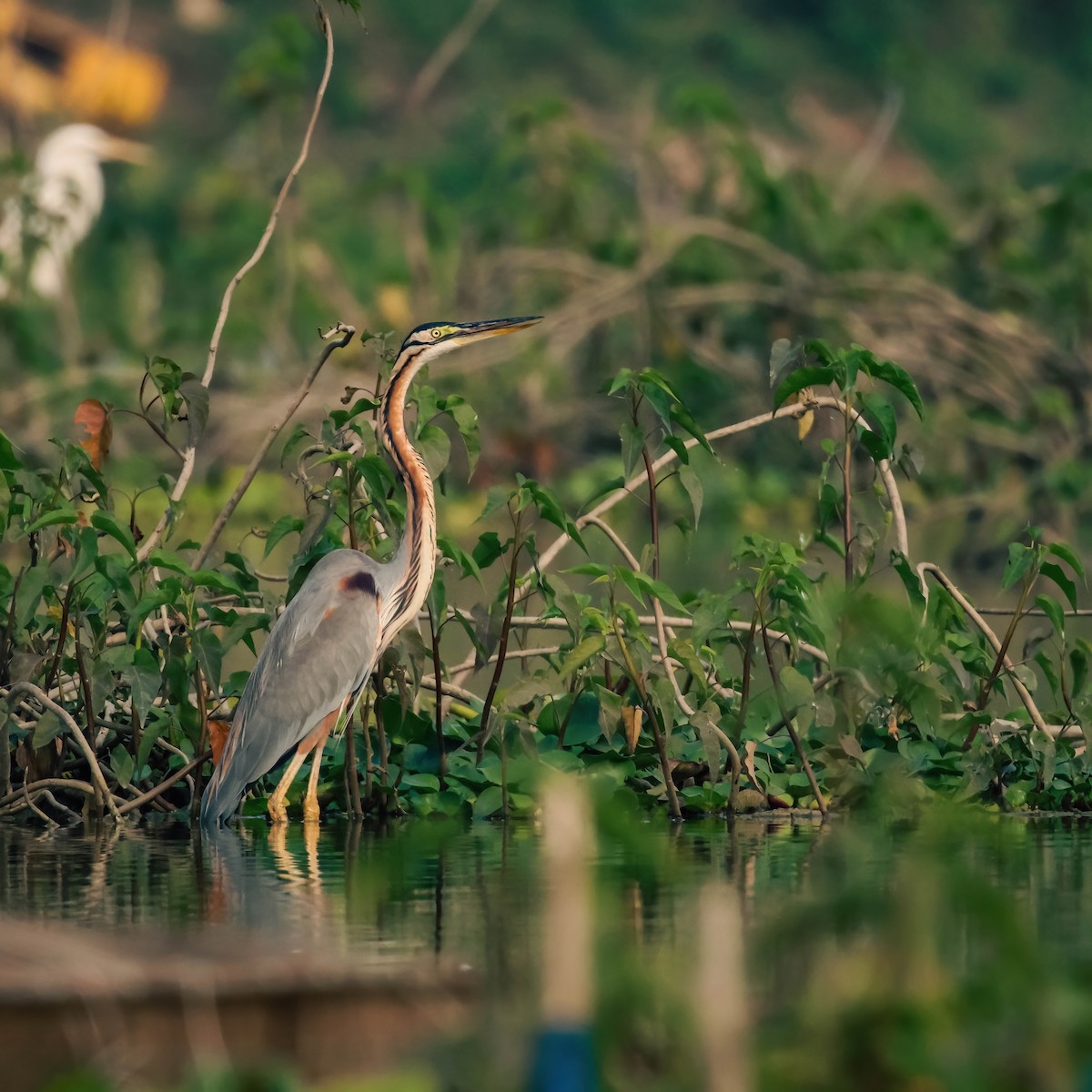 Purple Heron - ML613342299