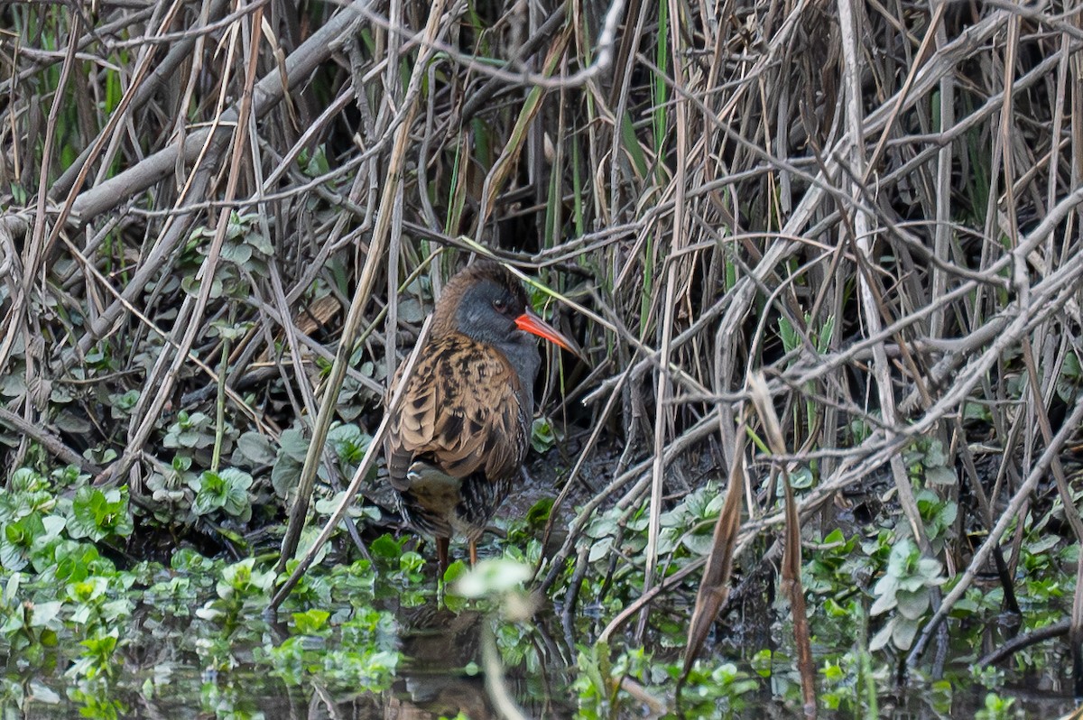 Water Rail - Matthew Vanderheyden