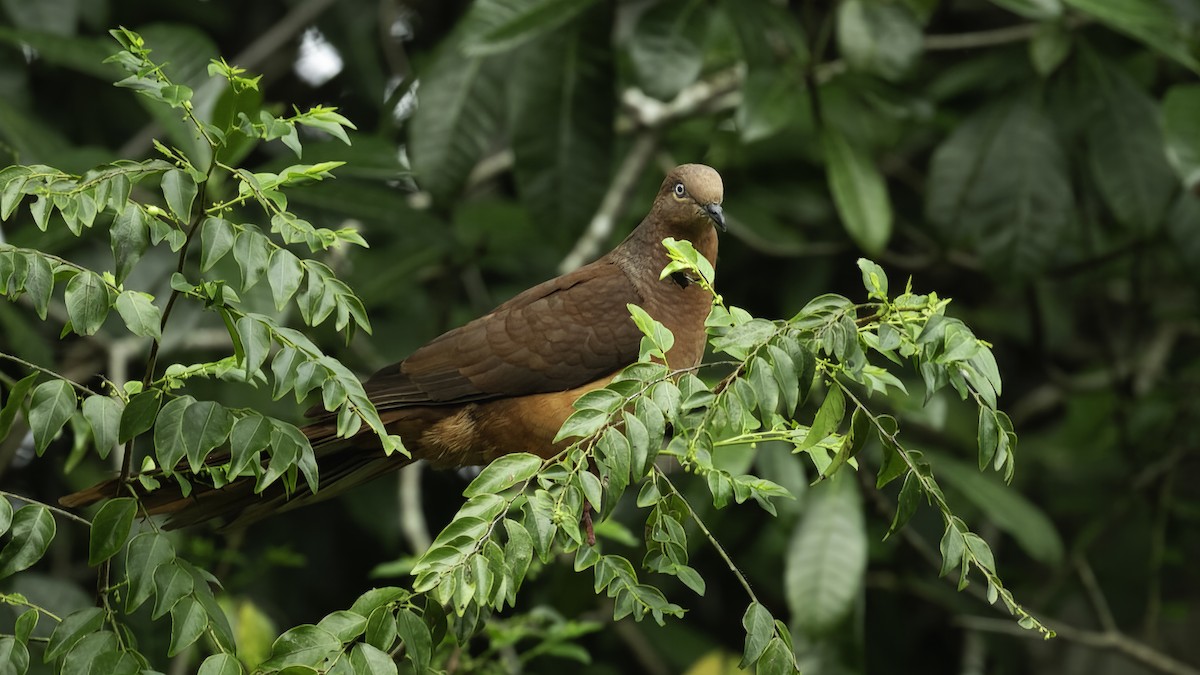 Brown Cuckoo-Dove - Markus Craig