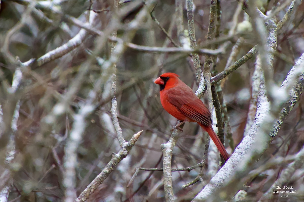 Northern Cardinal - Cheryl Davis