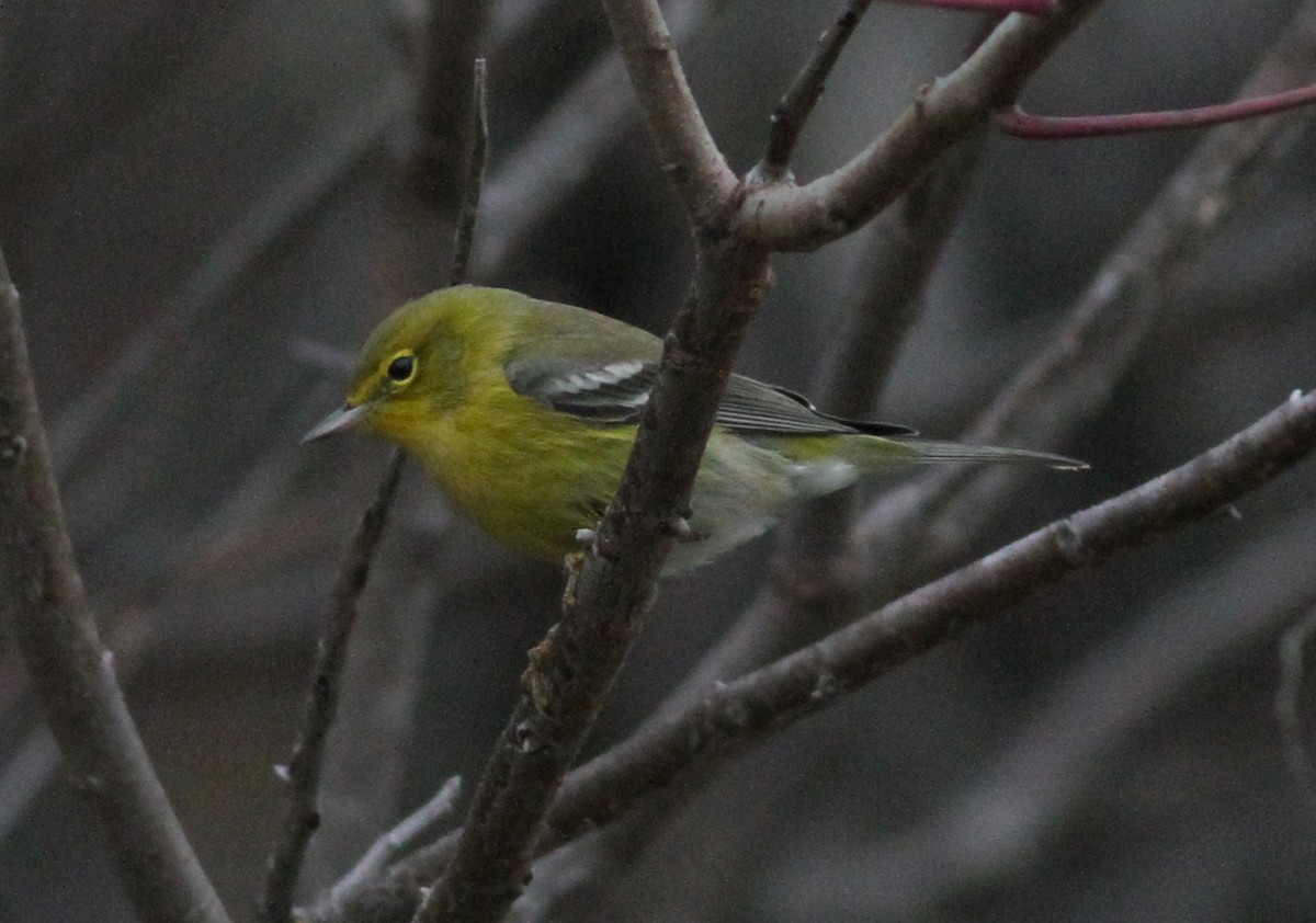 Pine Warbler - ML613342447