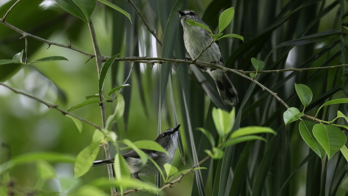 Brown Gerygone - Markus Craig