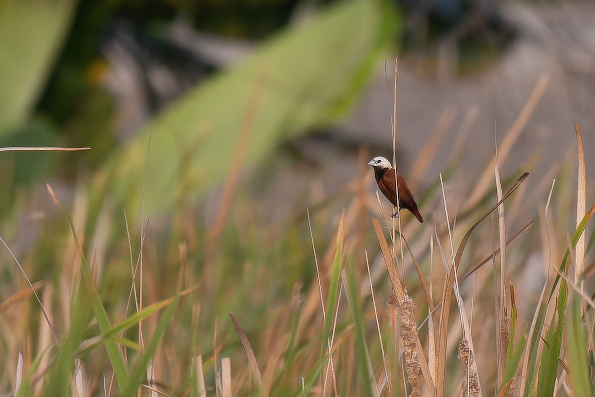 White-capped Munia - ML613342563