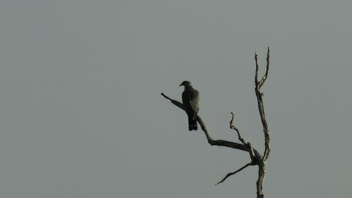 Topknot Pigeon - Markus Craig