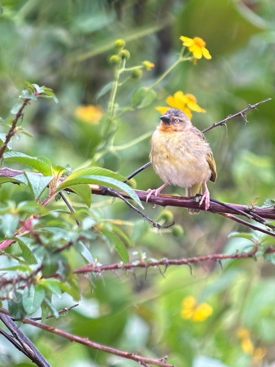 Northern Brown-throated Weaver - ML613342690