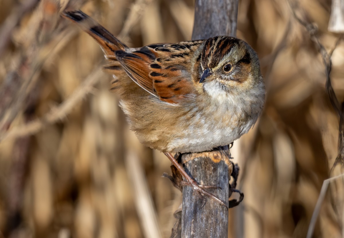 Swamp Sparrow - ML613342732