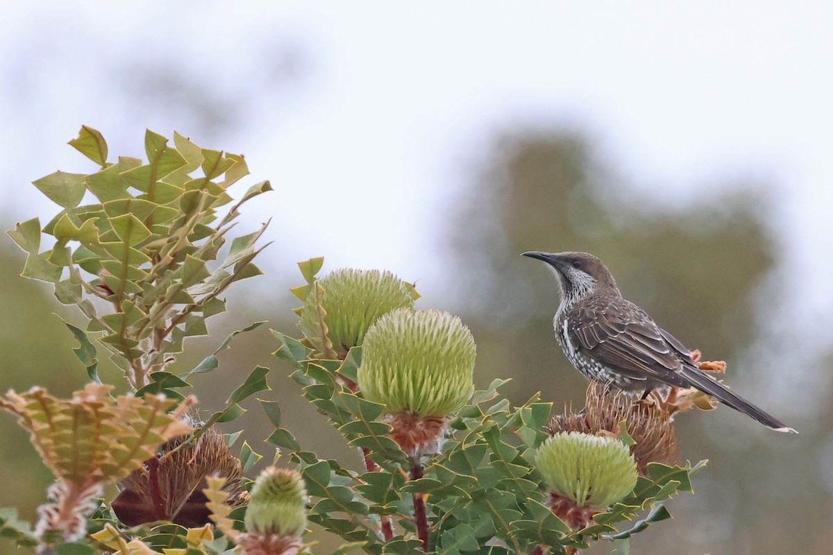 Western Wattlebird - ML613342739