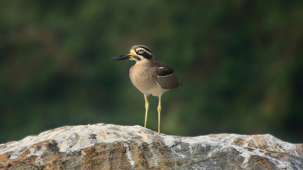Great Thick-knee - ML613342775