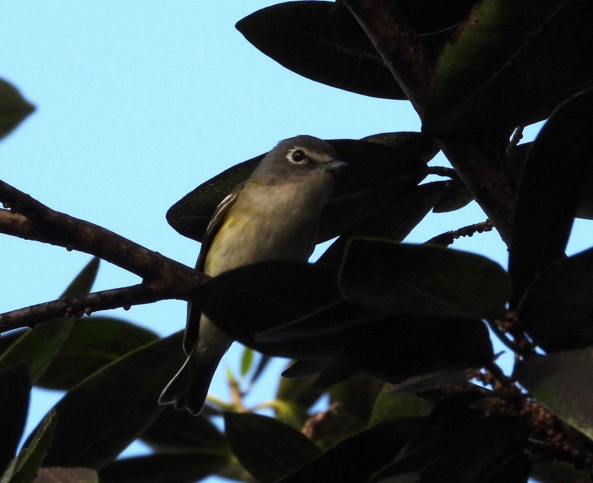 Blue-headed Vireo - Peter Davey