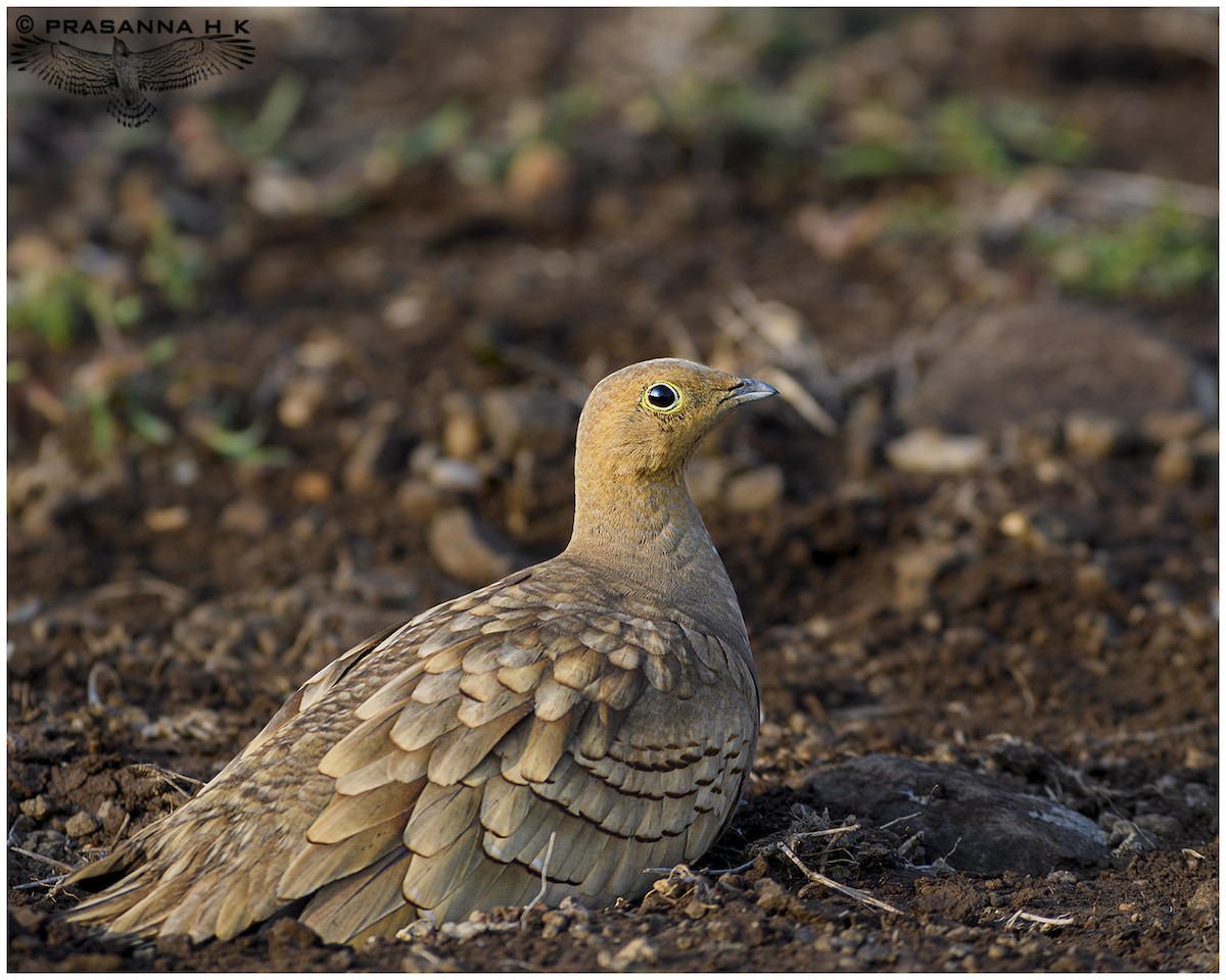 Chestnut-bellied Sandgrouse - ML613342836