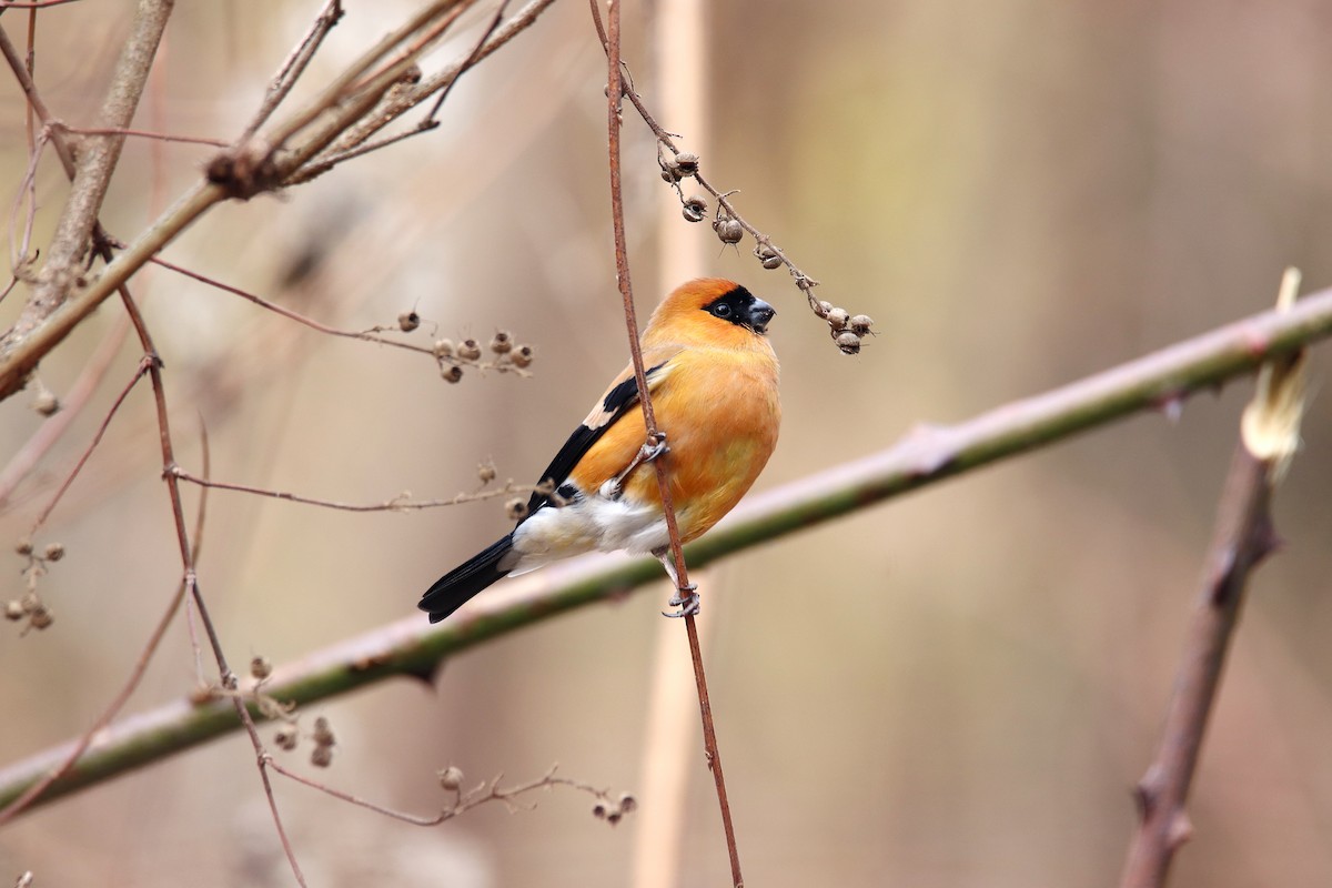 Orange Bullfinch - Qayoom Sofi