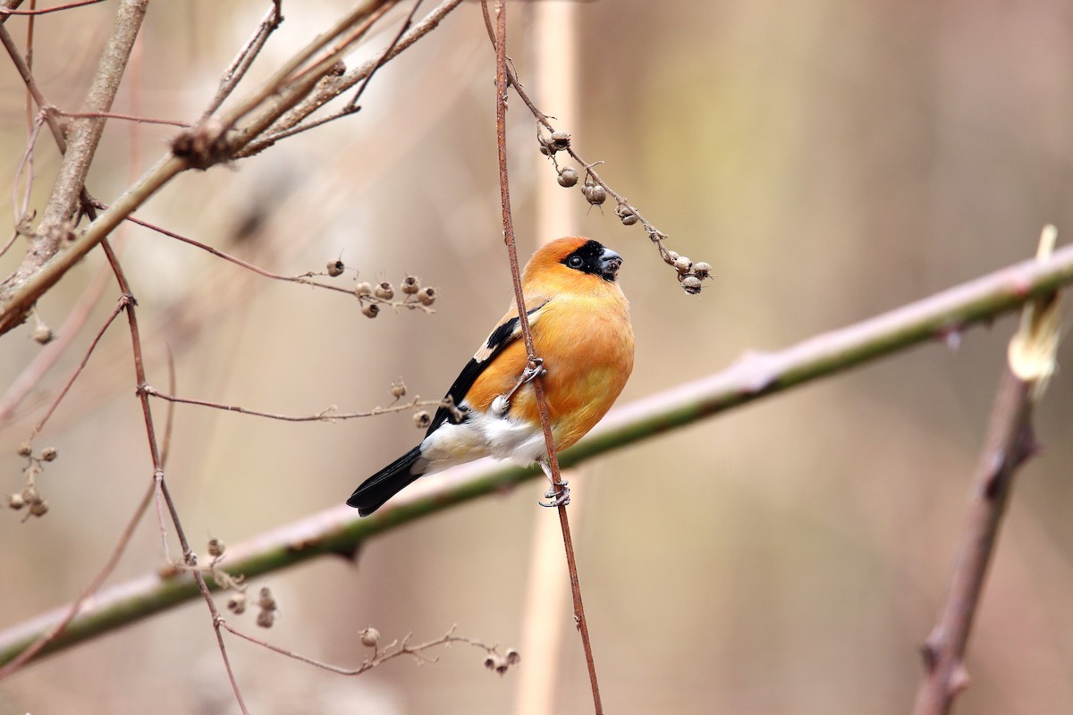 Orange Bullfinch - Qayoom Sofi