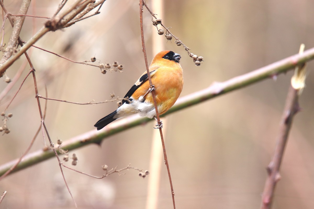 Orange Bullfinch - Qayoom Sofi