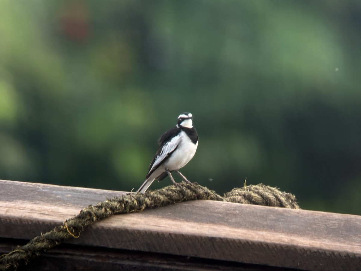 African Pied Wagtail - ML613342866