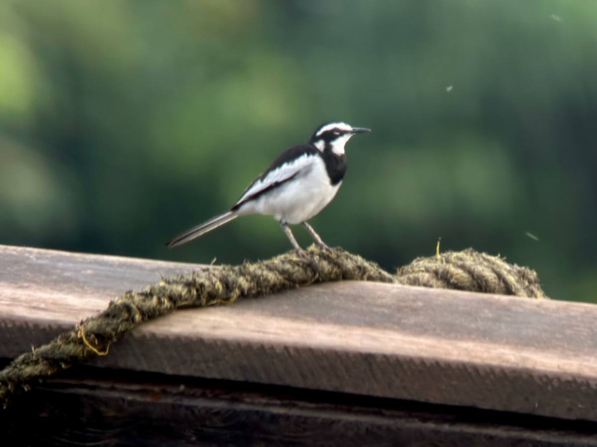 African Pied Wagtail - ML613342867