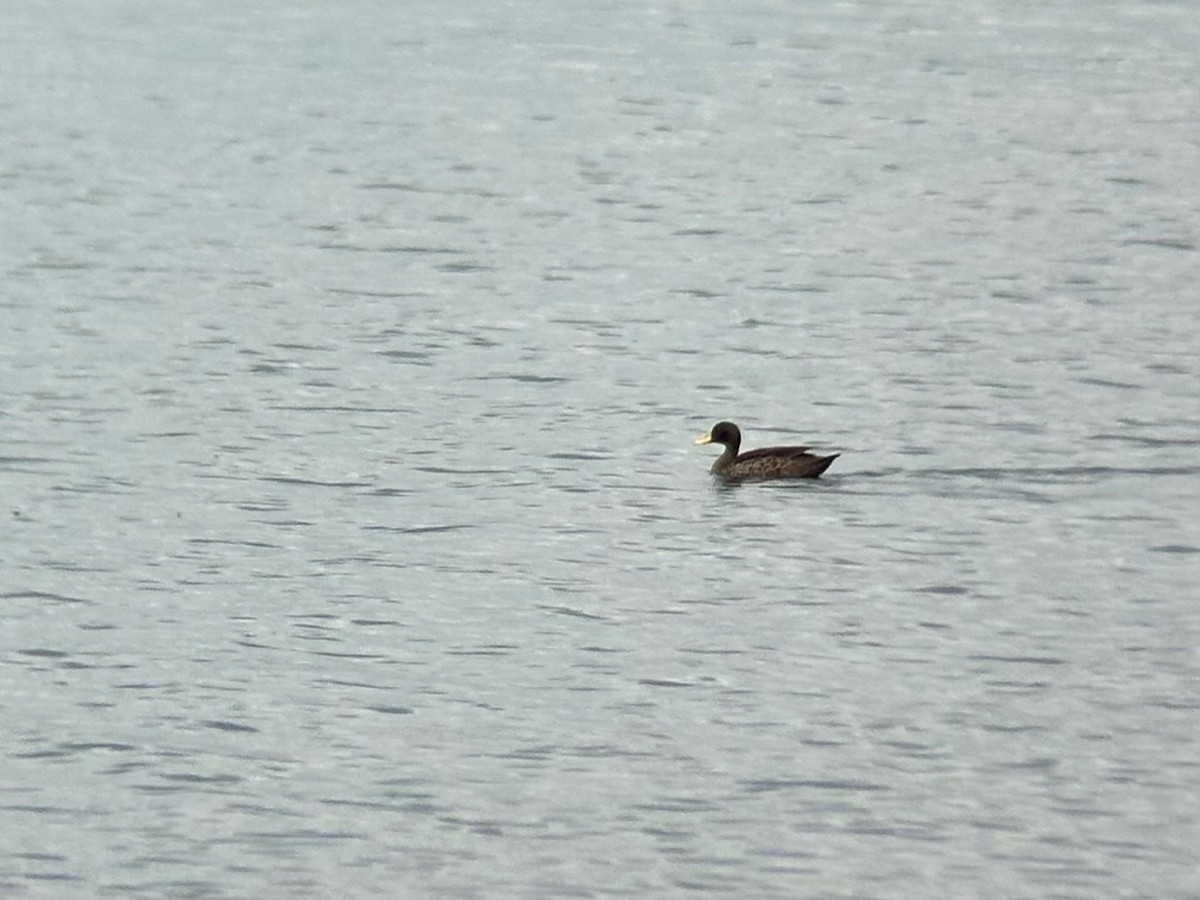 Yellow-billed Duck - ML613342923