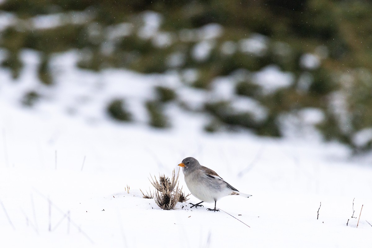 White-winged Snowfinch - ML613342928