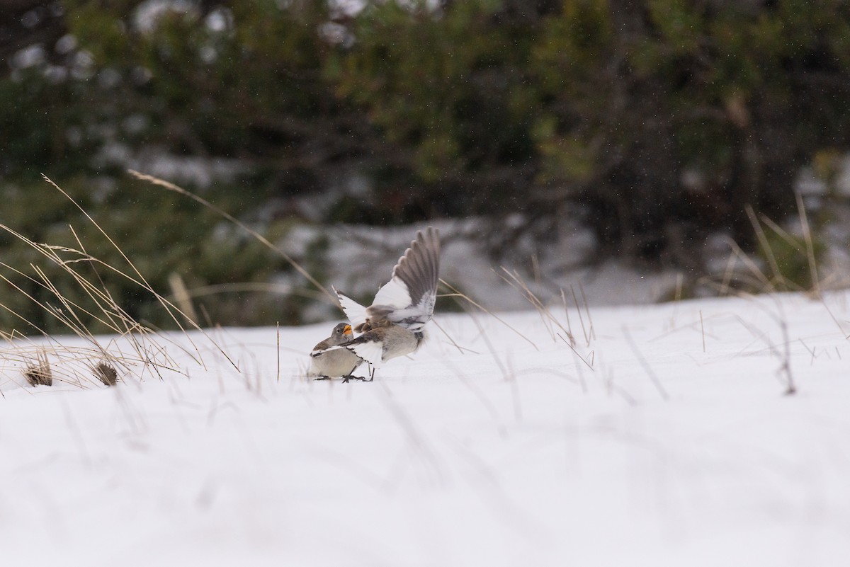 White-winged Snowfinch - Simon Piqué Caillou