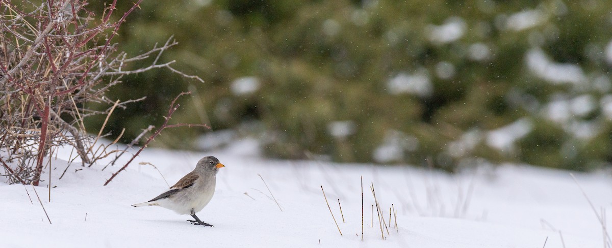 White-winged Snowfinch - ML613342930