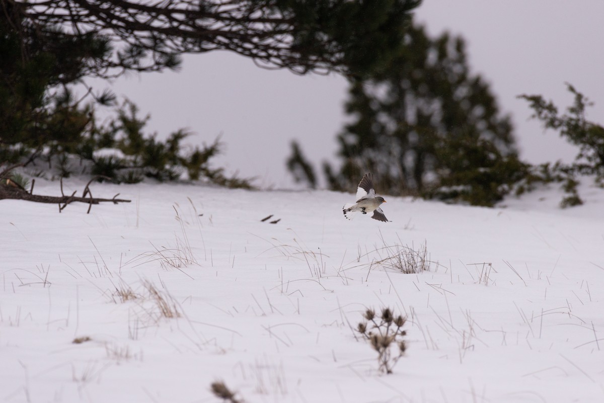 White-winged Snowfinch - ML613342932