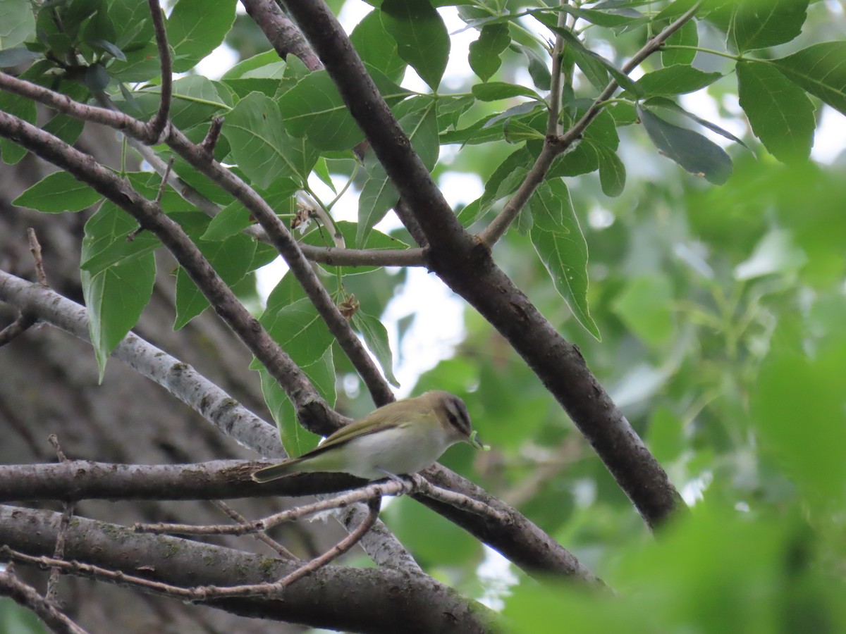 Kızıl Gözlü Vireo - ML613342967