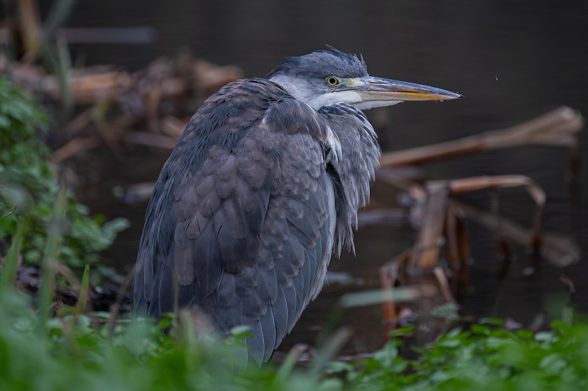 Gray Heron (Gray) - Matthew Vanderheyden