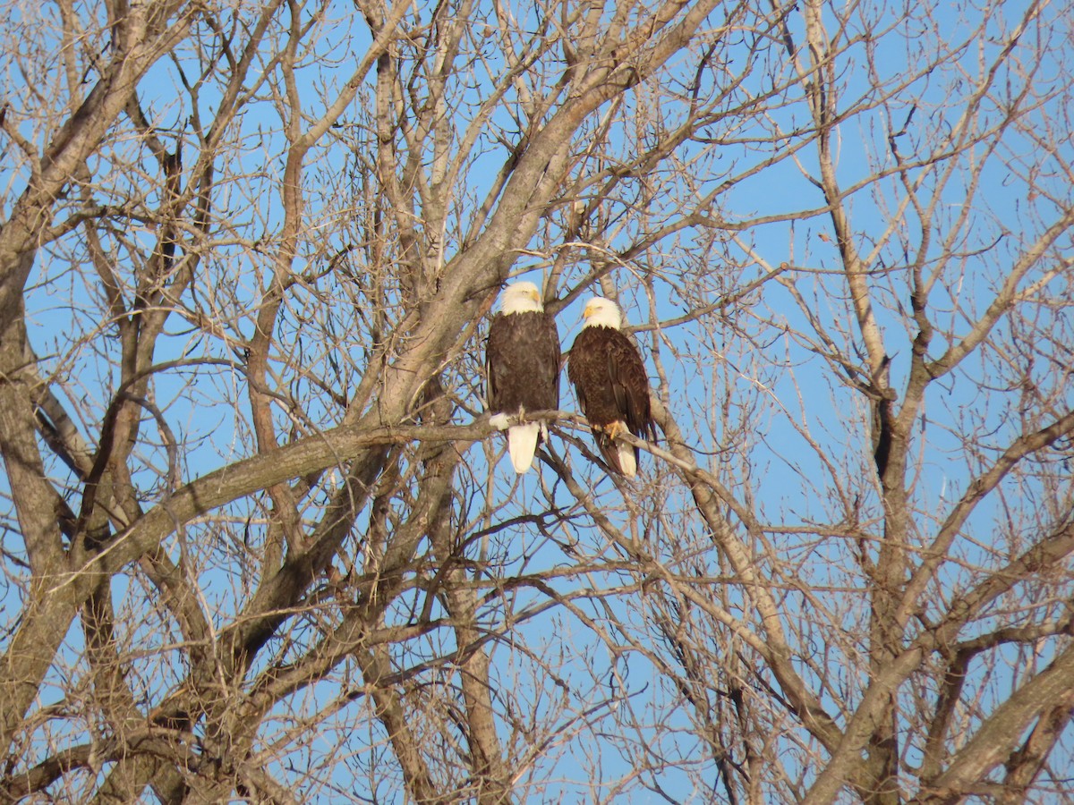 Bald Eagle - ML613342981