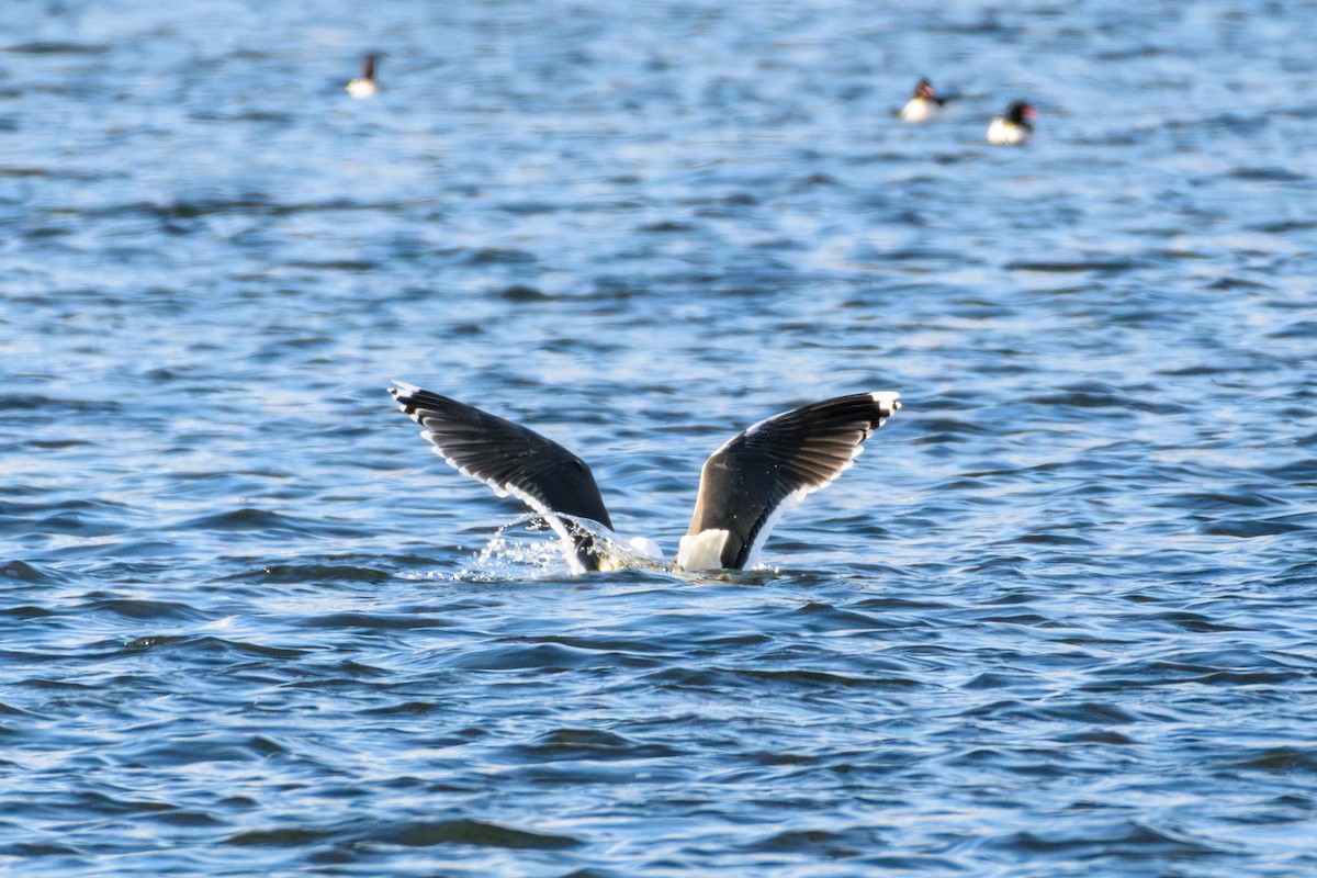 Great Black-backed Gull - ML613342987