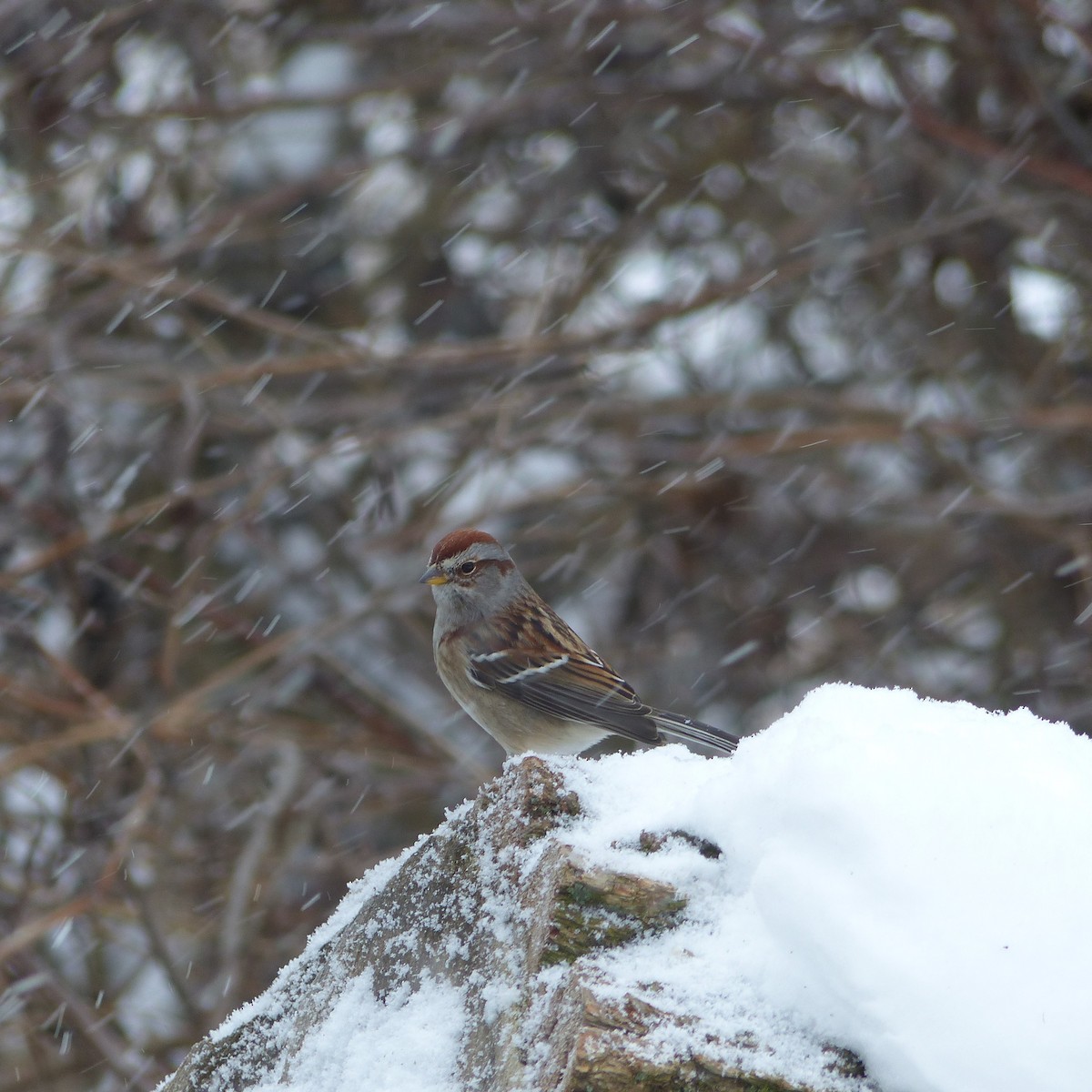 American Tree Sparrow - ML613342992