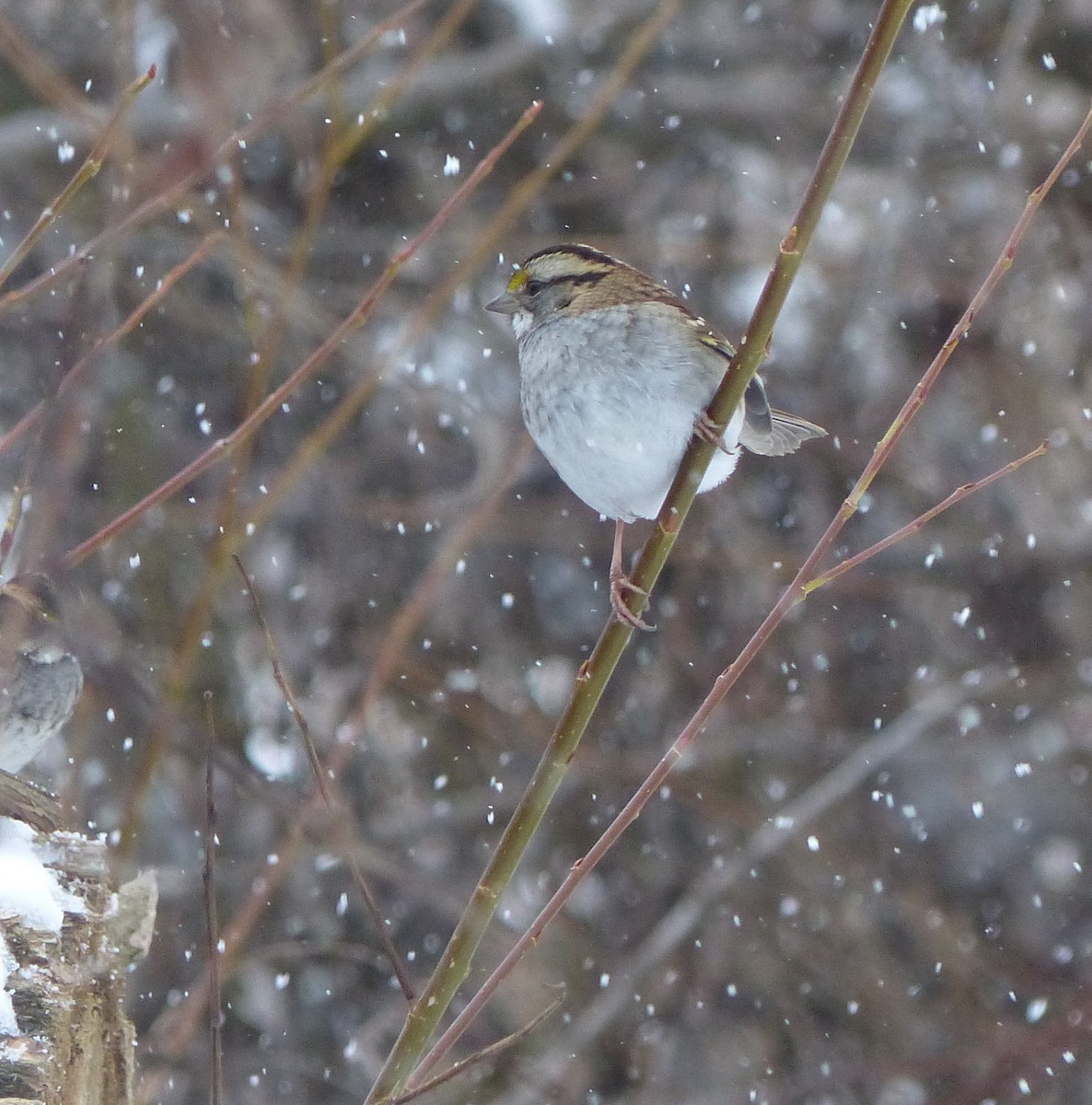 White-throated Sparrow - ML613343001