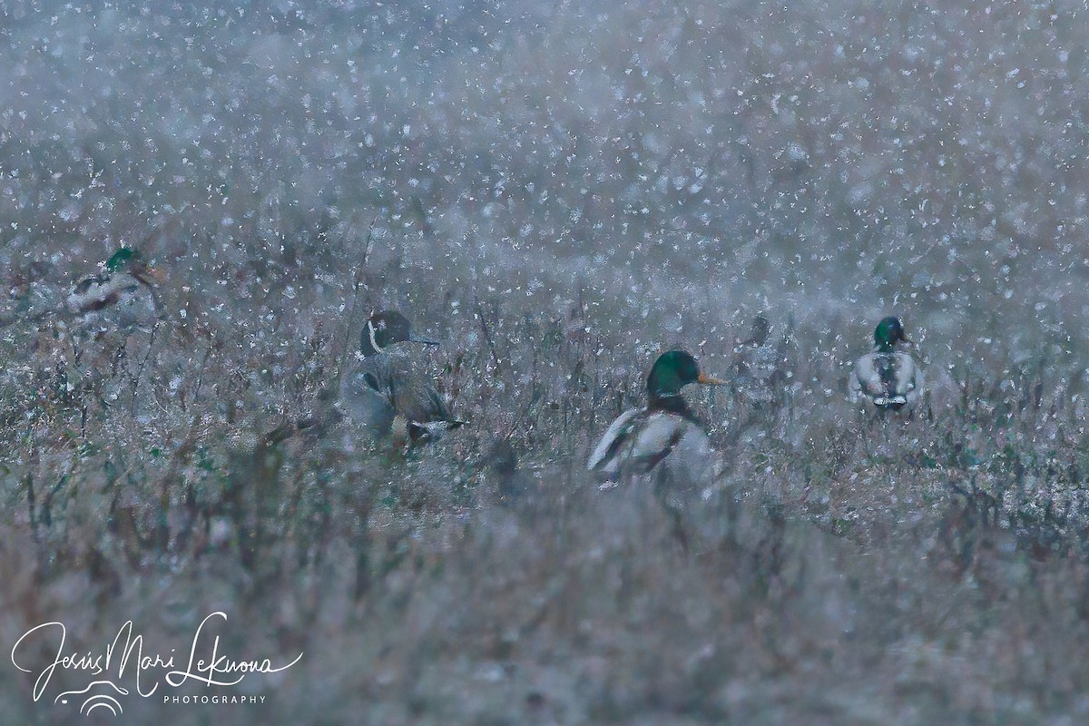 Northern Pintail - ML613343024