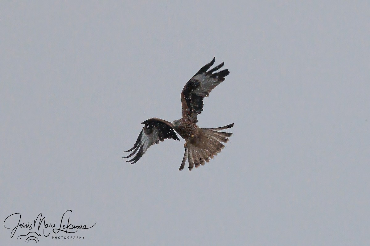 Red Kite - ML613343036