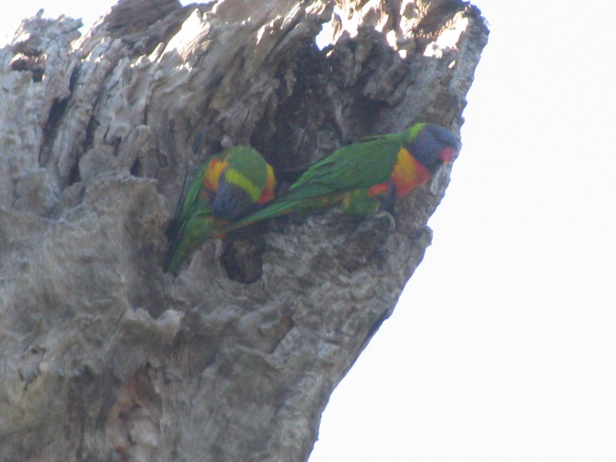 Rainbow Lorikeet - Linkon Ferguson