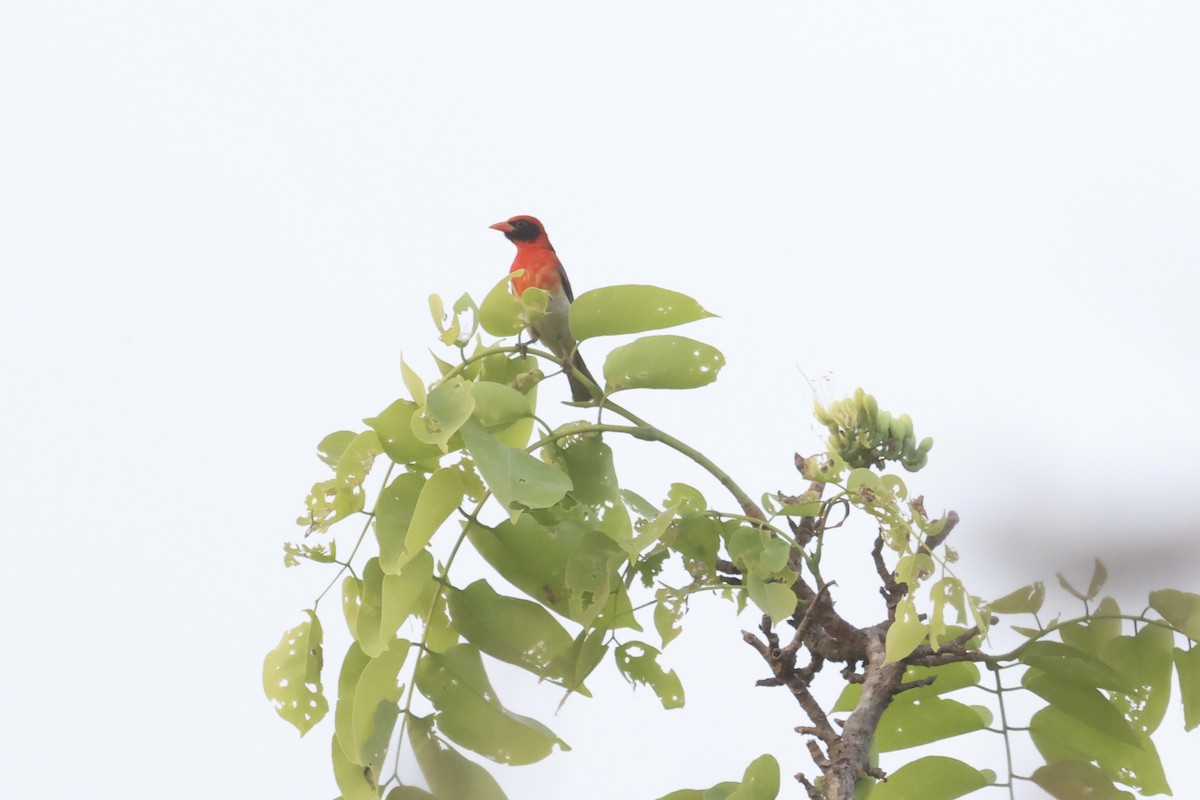 Red-headed Weaver (Northern) - ML613343063
