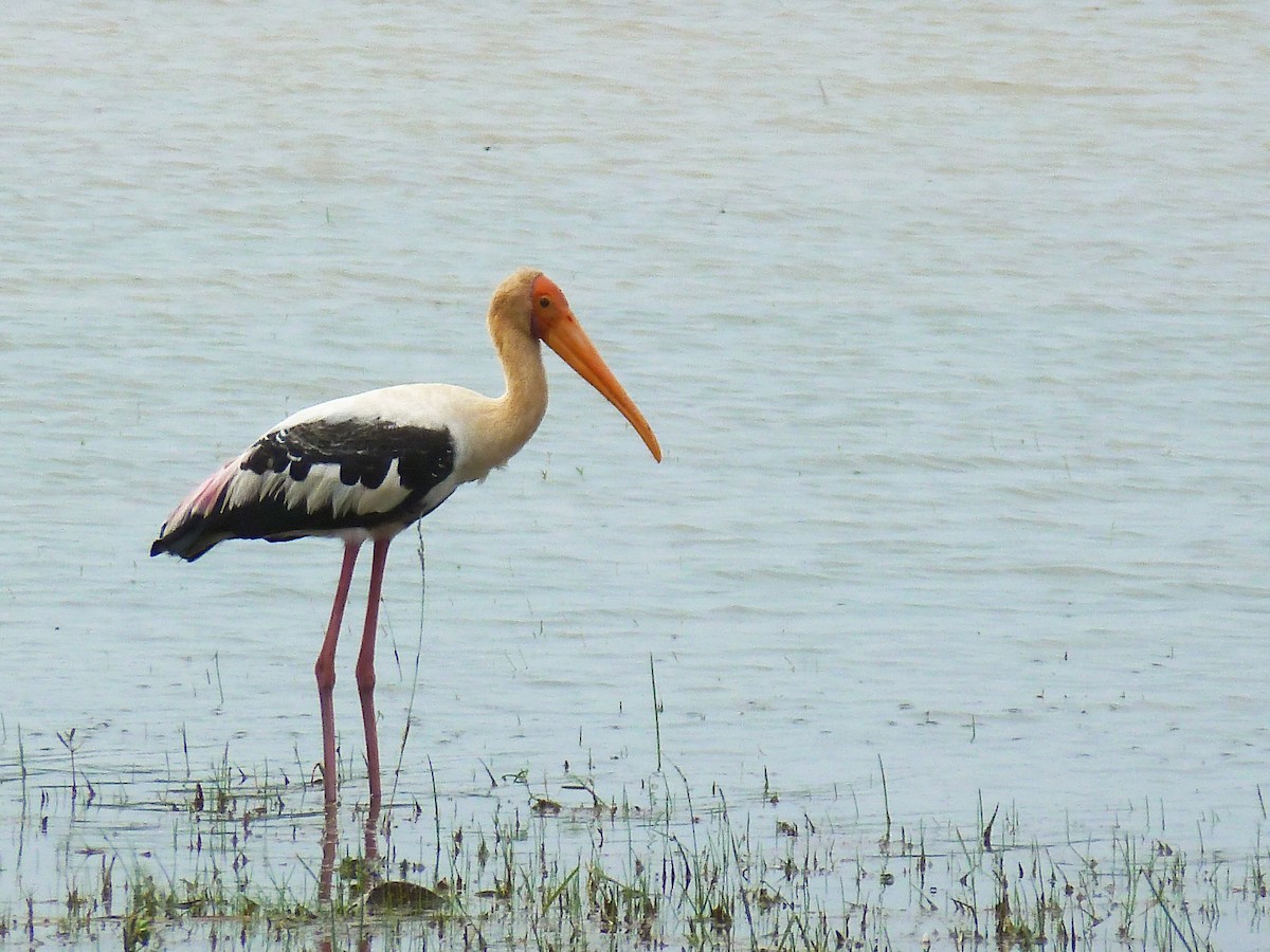 Painted Stork - Sudhir Paul