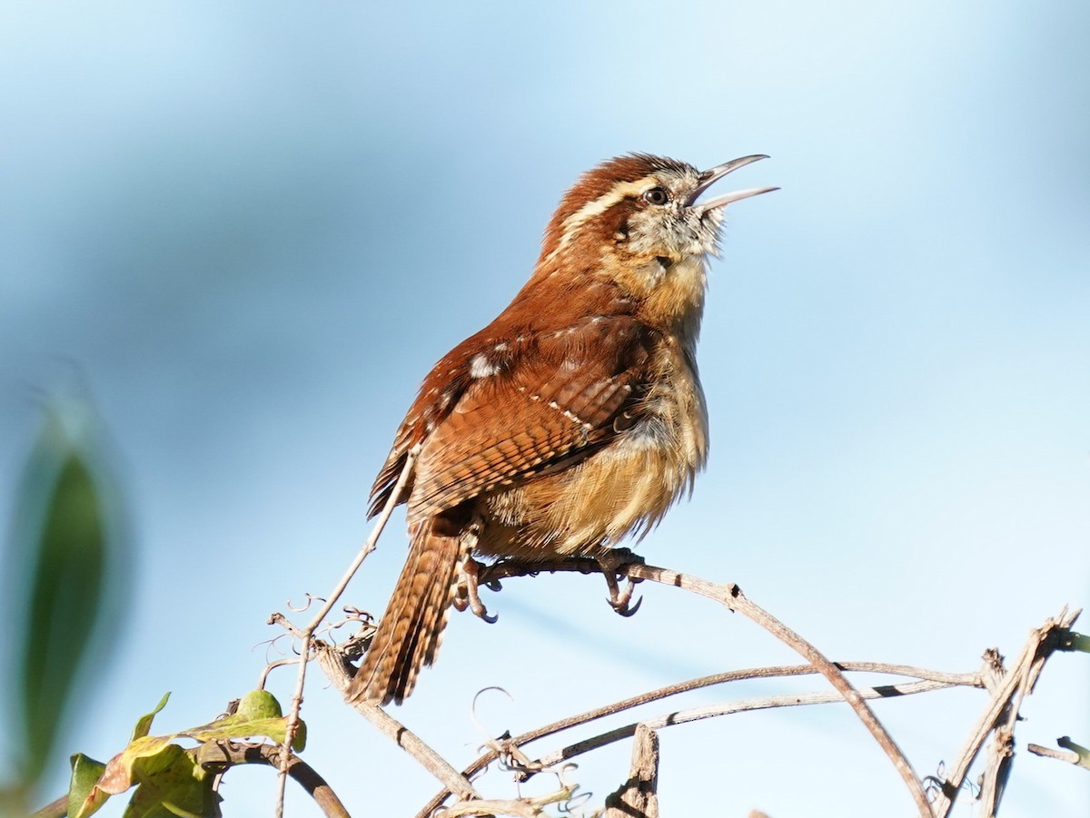 Carolina Wren - ML613343134