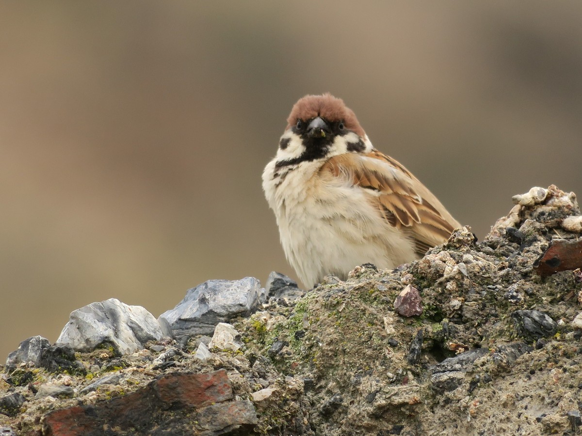 Eurasian Tree Sparrow - ML613343157