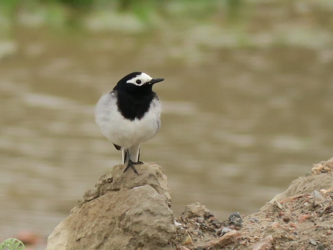 White Wagtail - ML613343163