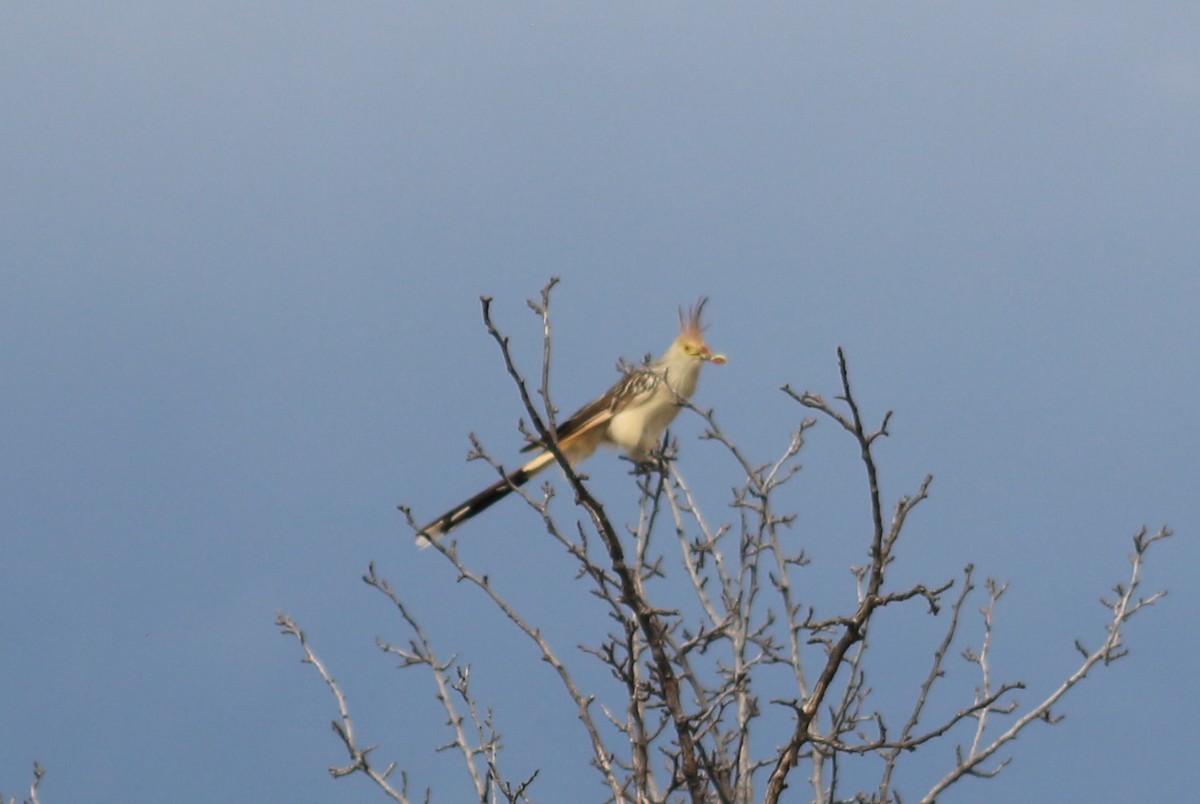 Guira Cuckoo - ML613343196