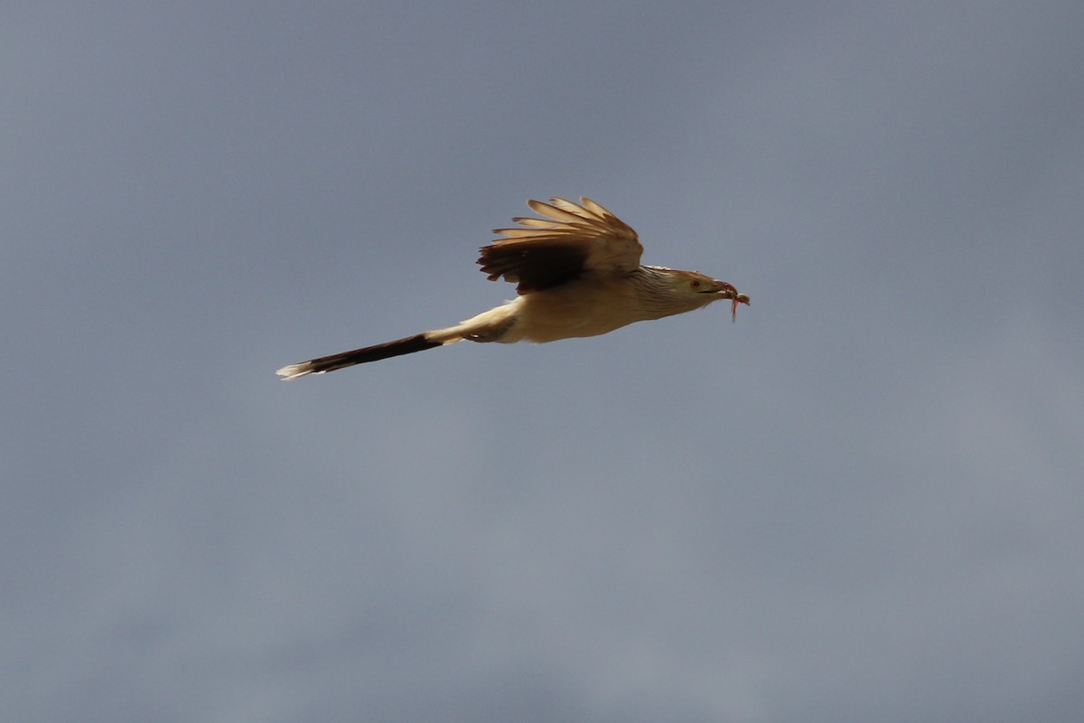 Guira Cuckoo - ML613343197