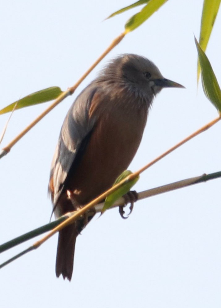 Chestnut-tailed Starling - ML613343260