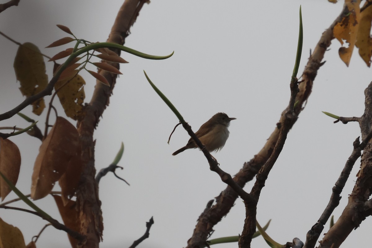 Rufous Cisticola - ML613343265