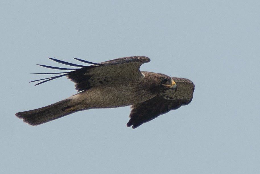 Booted Eagle - ML613343276