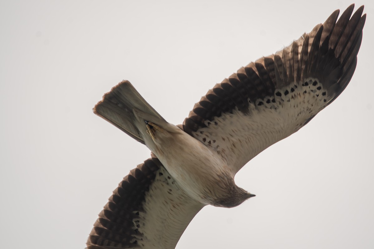 Booted Eagle - ML613343279