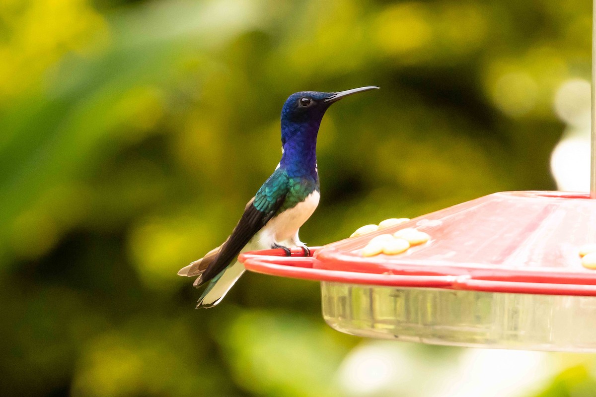 White-necked Jacobin - ML613343314