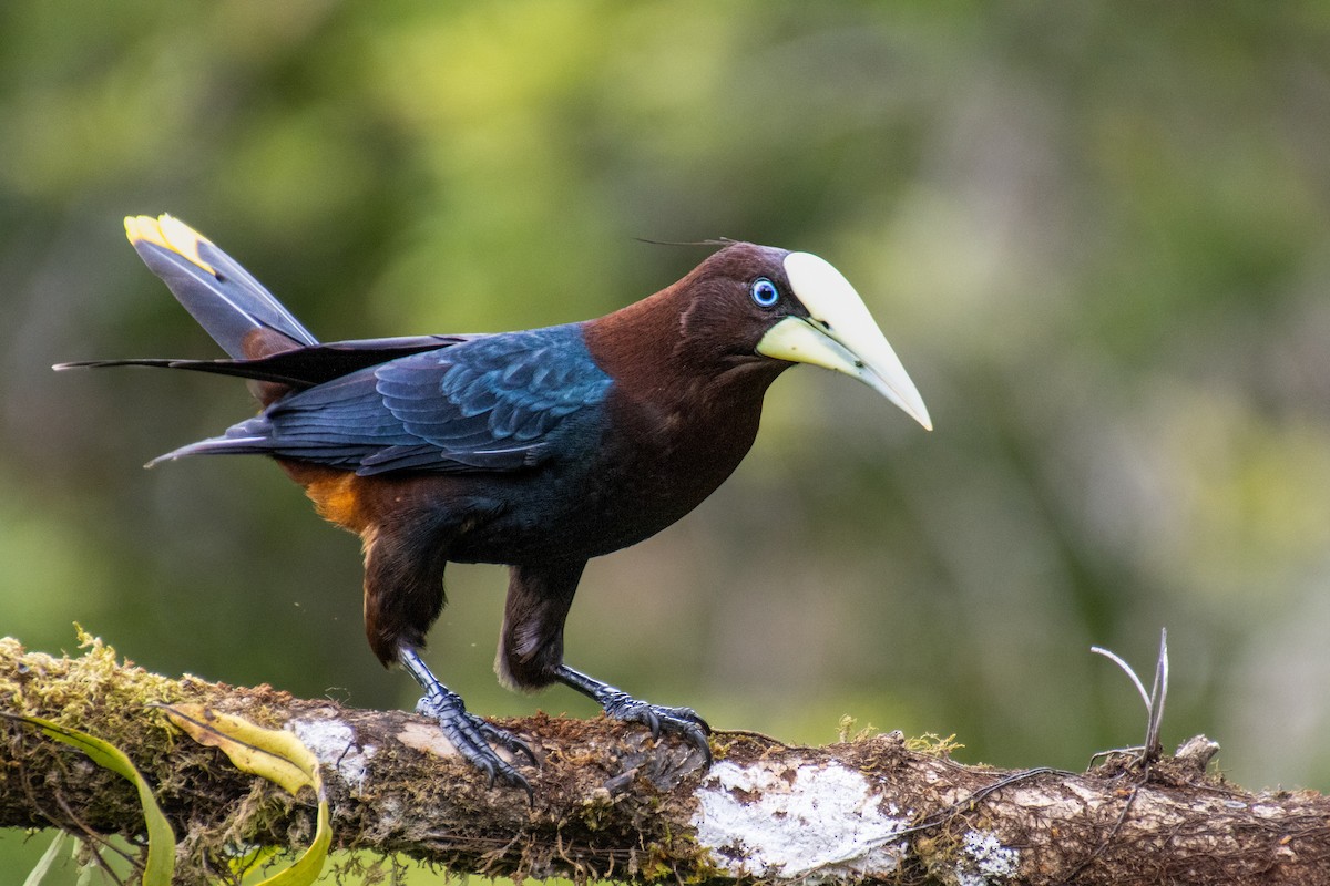 Chestnut-headed Oropendola - Mónica Thurman